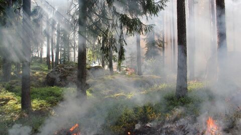 Los incendios forestales se intensifican en el sur de Europa por el calor extremo, el viento y las imprudencias humanas Los incendios forestales se intensifican en el sur de Europa por el calor extremo, el viento y las imprudencias humanas
