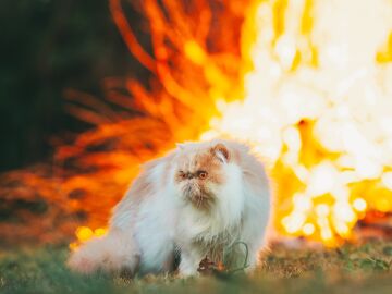 Los incendios reabren el debate sobre la protección de los animales en las emergencias Los incendios reabren el debate sobre la protección de los animales en las emergencias