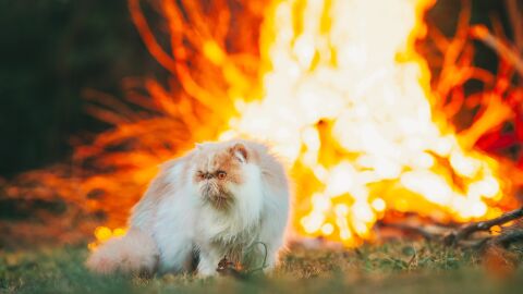 Los incendios reabren el debate sobre la protección de los animales en las emergencias Los incendios reabren el debate sobre la protección de los animales en las emergencias