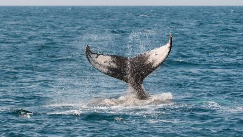 Ballena, Oceano