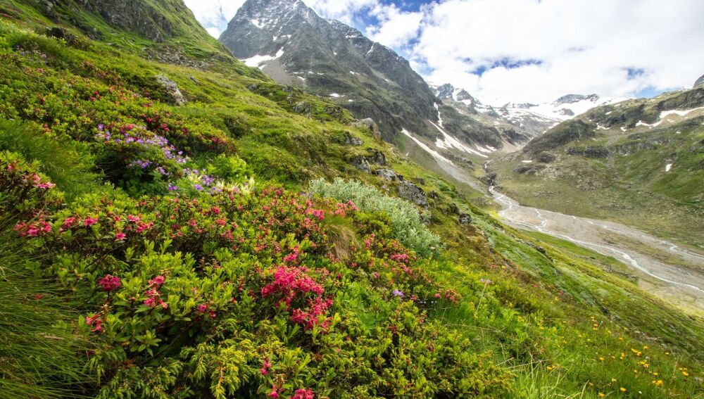 Vegetaci&oacute;n en las cumbres de las monta&ntilde;as