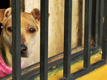 La Fiscalía tramitó más de 1.200 casos de maltrato animal en 2025 y aumentó las condenas un 8 % La Fiscalía tramitó más de 1.200 casos de maltrato animal en 2025 y aumentó las condenas un 8 %