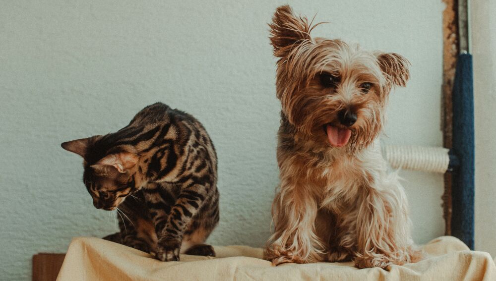 Una escena juguetona de un gato y un perro adorables posando juntos sobre una manta en el interior.