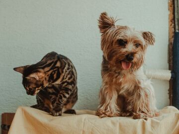 Una escena juguetona de un gato y un perro adorables posando juntos sobre una manta en el interior. Una escena juguetona de un gato y un perro adorables posando juntos sobre una manta en el interior.
