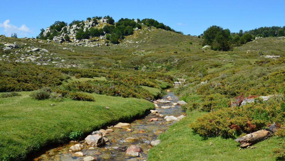 La COP17 busca acelerar la protección mundial de la biodiversidad antes de 2030 La COP17 busca acelerar la protección mundial de la biodiversidad antes de 2030
