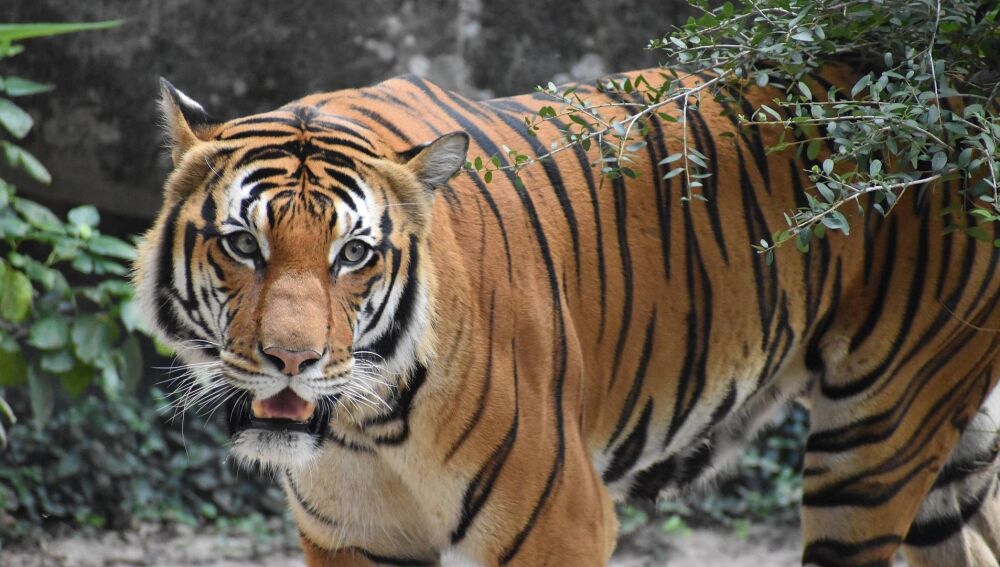 La fauna silvestre ha caído un 73 % desde 1970 La fauna silvestre ha caído un 73 % desde 1970