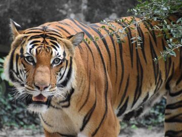La fauna silvestre ha ca&iacute;do un 73 % desde 1970