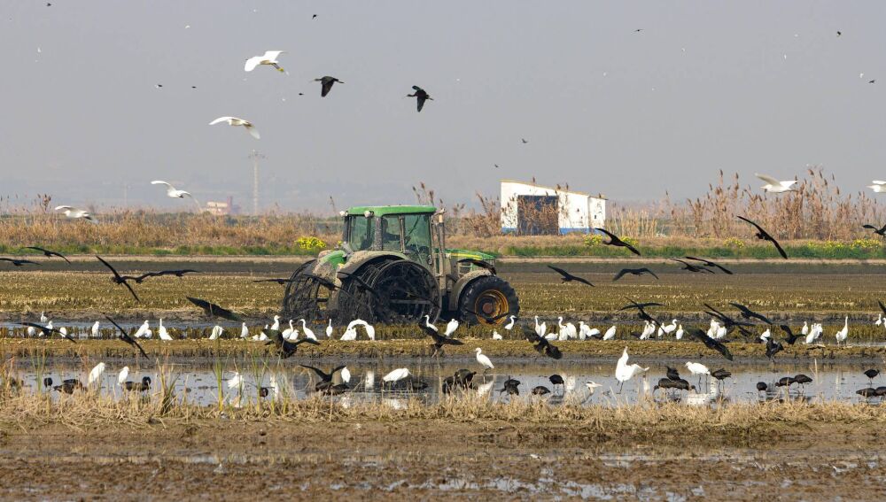 Dos años de la dana: la Albufera recuperó su vida microbiana pero sigue lejos de las aguas claras Dos años de la dana: la Albufera recuperó su vida microbiana pero sigue lejos de las aguas claras