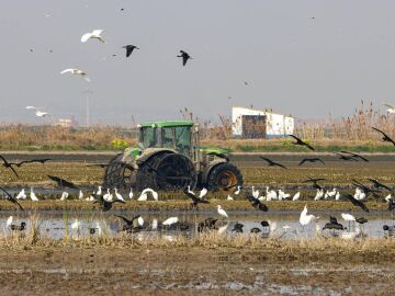 Dos años de la dana: la Albufera recuperó su vida microbiana pero sigue lejos de las aguas claras Dos años de la dana: la Albufera recuperó su vida microbiana pero sigue lejos de las aguas claras
